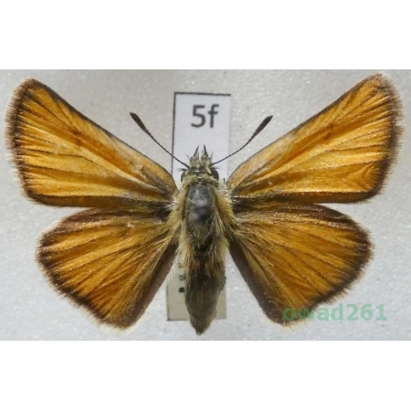 Thymelicus lineola (Ochsenheimer, 1808) Czech5f